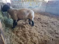 Oveja, White Suffolk sheep — foto 5