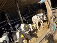 Touro, Russian Black pied cattle — foto 2