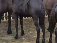 Kobila, Friesian — fotografija 2