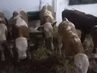 Bovinos (lote, sexo não especificado), Simmental cattle — foto 3