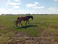 Kobila, Kinsky horse — fotografija 6