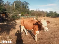 Kuh, Simmental cattle — Foto 4