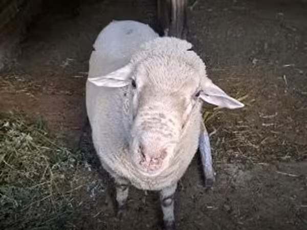 Қошқар, Merino sheep