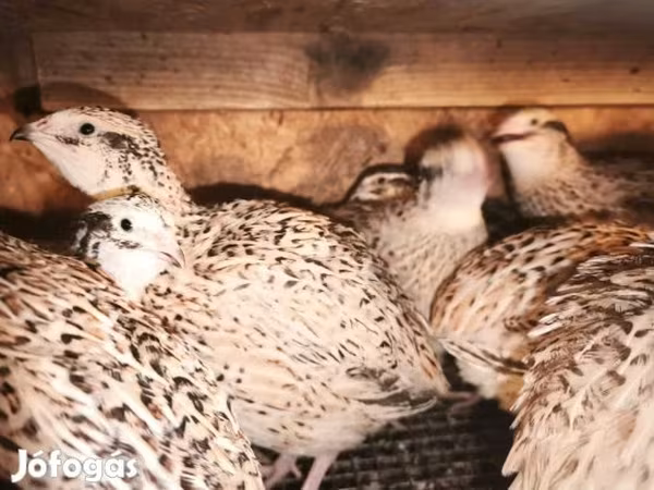 Quails