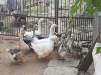 Geese — zdjęcie 3