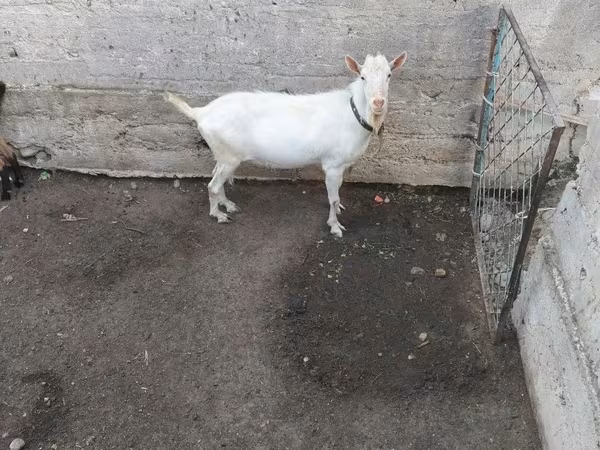 Kozioł, Saanen goat