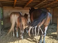 母马, Horses — 照片 6