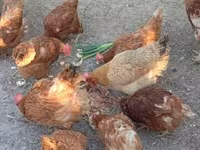 Chickens — الصورة 6