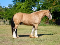 Horse (M), Gypsy horse — photo 8