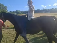 Pastuv, Dutch warmblood horse — fotografija 6