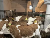 Bulle, Simmental cattle — Foto 4