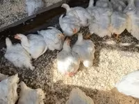 Chickens — zdjęcie 2