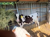 Kuh, Holstein-Rasse — Foto 1