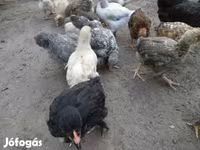 Chickens — फ़ोटो 1