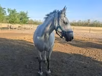 Égua, Cavalos — foto 2
