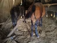 Cheval, Chevaux — photo 5