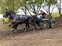 At, Hungarian horse breed — foto 5