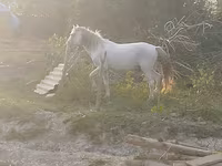 Pastuv, Azerbaijan horse — fotografija 2