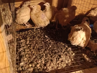 Chickens — photo 1