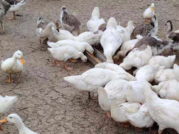 German Pekin