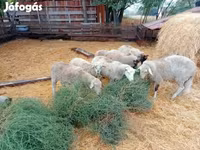 Ram, Sheep — photo 5