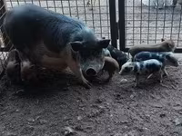 मादा सूअर, सूअर — फ़ोटो 3