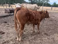 Buqa, Simmental cattle — 2-rasm