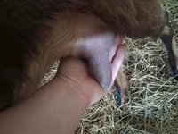 Boucs, Alpine goat — photo 7