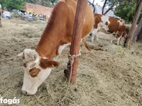 Krowa, Węgierska szara rasa — zdjęcie 1