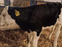 ثور, Simmental cattle — الصورة 1
