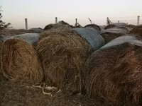 körbálás tavalyi széna — Foto 2
