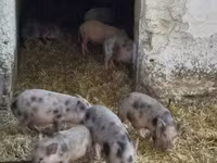 Schweine (Partie, Geschlecht nicht angegeben), Вьетнамская вислобрюхая — Foto 4