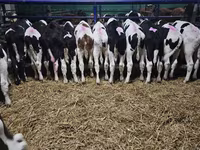 Bull, Holstein breed — photo 1