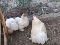 Bantam Pekín — foto 3