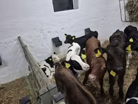 雄牛, Russian Black pied cattle — 写真 5