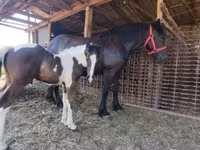 母马, Horses — 照片 2