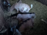 Cabro, Nubian Goat — foto 1