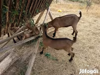Cabro, Alpine goat — foto 6