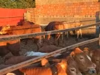 Touro, Vaca Limousine — foto 6