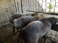 Baran, Owce — zdjęcie 7