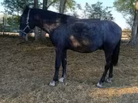 Cavalo, Lipizzaner — foto 2