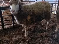 Qoʻy, Ile-de-France sheep — 1-rasm