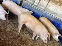 母猪, Крупная белая — 照片 2
