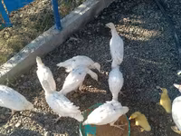 Ducks — photo 2