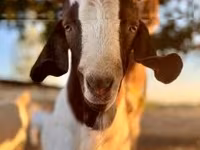 Echki, Boer goat — 4-rasm