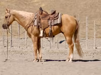 雄馬, Quarter Horse — 写真 3