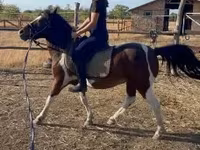 Caballo, Caballos — foto 6