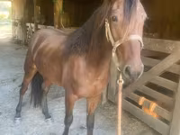 Pastuv, Rocky Mountain Horse — fotografija 3