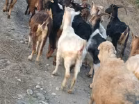 Ziege, Damask goat — Foto 5