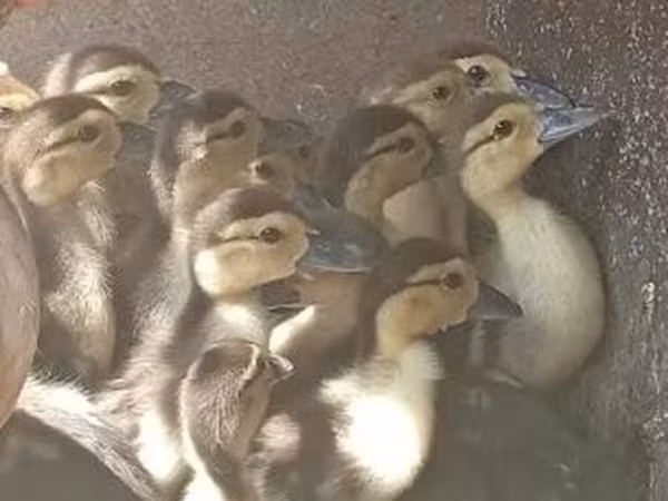 Ducks